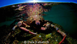 Low tide Spider Crab Reef using home made dome from a vac... by Dale Kobetich 